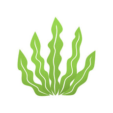 Kelp
