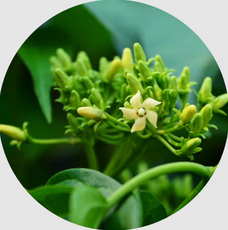 Soya Bean