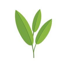 Sage